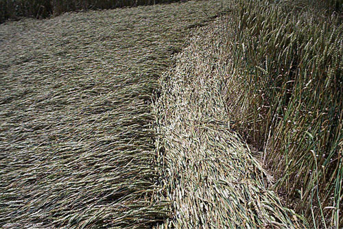 Savernake Forest, Wiltshire crop circle, aerial photo 23