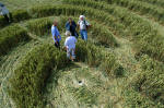 Savernake Forest, Wiltshire crop circle, aerial photo 6