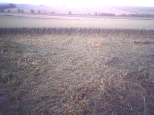 Silbury Hill, Wiltshire crop circle, aerial photo 24