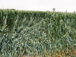 Silbury Hill, Wiltshire crop circle, aerial photo 17