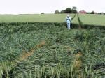 Silbury Hill, Wiltshire crop circle, aerial photo 18