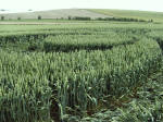 Silbury Hill, Wiltshire crop circle, aerial photo 19