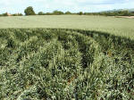 Silbury Hill, Wiltshire crop circle, aerial photo 8