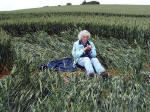 Silbury Hill, Wiltshire crop circle, aerial photo 10