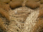 Old Hayward Farm, Wiltshire crop circle, aerial photo 6