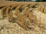 Old Hayward Farm, Wiltshire crop circle, aerial photo 8