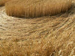 Old Hayward Farm, Wiltshire crop circle, aerial photo 9