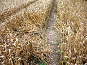 Toot Balden, Oxfordshire crop circle, aerial photo 15