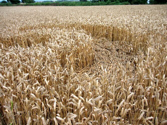 Toot Balden, Oxfordshire crop circle, aerial photo 9