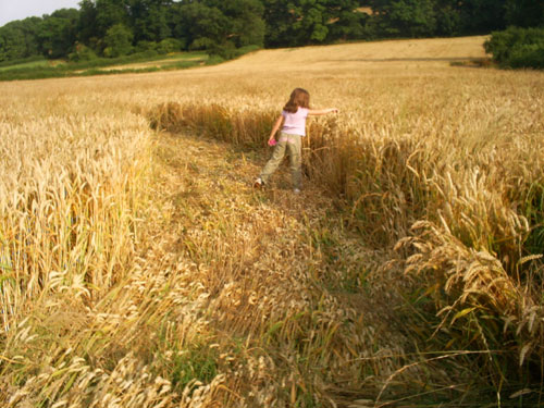 Townsend Farm, Nr Ilminster crop circle, aerial photo 4