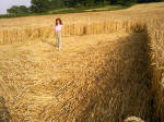 Townsend Farm, Nr Ilminster crop circle, aerial photo 5