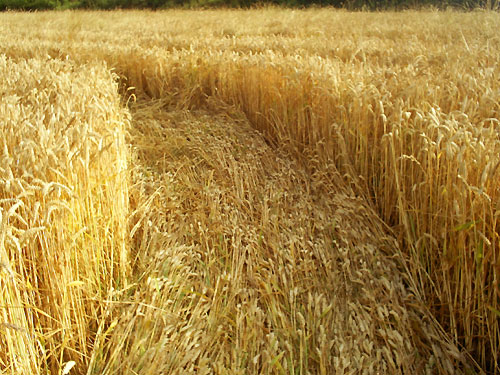 Townsend Farm, Nr Ilminster crop circle, aerial photo 3