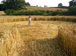 Townsend Farm, Nr Ilminster crop circle, aerial photo 9