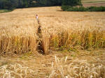Townsend Farm, Nr Ilminster crop circle, aerial photo 8