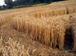Townsend Farm, Nr Ilminster crop circle, aerial photo 12