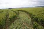 Uffington Castle, Oxfordshire crop circle, aerial photo 17