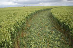 Uffington Castle, Oxfordshire crop circle, aerial photo 18