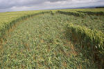 Uffington Castle, Oxfordshire crop circle, aerial photo 40