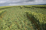 Uffington Castle, Oxfordshire crop circle, aerial photo 37