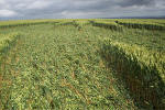 Uffington Castle, Oxfordshire crop circle, aerial photo 34