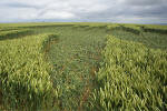 Uffington Castle, Oxfordshire crop circle, aerial photo 31