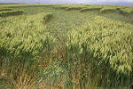 Uffington Castle, Oxfordshire crop circle, aerial photo 25
