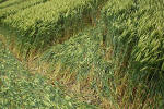 Uffington Castle, Oxfordshire crop circle, aerial photo 22