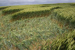 Uffington Castle, Oxfordshire crop circle, aerial photo 21