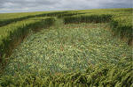 Uffington Castle, Oxfordshire crop circle, aerial photo 24