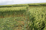 Uffington Castle, Oxfordshire crop circle, aerial photo 38