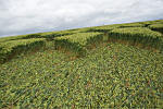 Uffington Castle, Oxfordshire crop circle, aerial photo 33