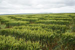 Uffington Castle, Oxfordshire crop circle, aerial photo 32