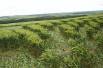 Uffington Castle, Oxfordshire crop circle, aerial photo 29