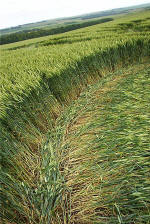 Uffington Castle, Oxfordshire crop circle, aerial photo 16