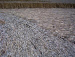 Waltham, Lincolnshire crop circle, aerial photo 24