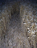 Waltham, Lincolnshire crop circle, aerial photo 18