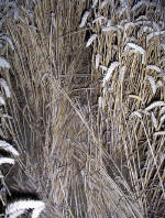 Waltham, Lincolnshire crop circle, aerial photo 19