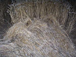 Waltham, Lincolnshire crop circle, aerial photo 23