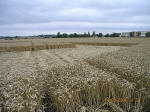 Waltham, Lincolnshire crop circle, aerial photo 6