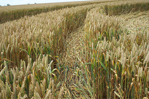 Windmill Hill, Wilshire crop circle, aerial photo 12