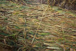 Windmill Hill, Wilshire crop circle, aerial photo 14