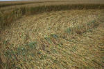 Windmill Hill, Wilshire crop circle, aerial photo 15