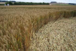 Windmill Hill, Wilshire crop circle, aerial photo 19
