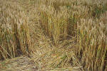 Windmill Hill, Wilshire crop circle, aerial photo 18