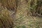Windmill Hill, Wilshire crop circle, aerial photo 20