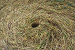 Windmill Hill, Wilshire crop circle, aerial photo 22