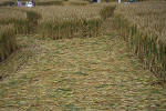 Windmill Hill, Wilshire crop circle, aerial photo 28