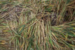 Windmill Hill, Wilshire crop circle, aerial photo 32