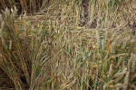 Windmill Hill, Wilshire crop circle, aerial photo 41