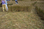 Windmill Hill, Wilshire crop circle, aerial photo 33